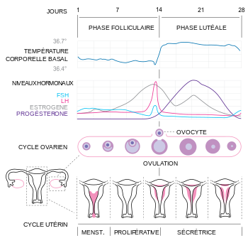 cycle-menstruel